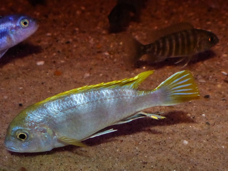 Labidochromis sp. 'perlmutt'